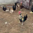 دجاج