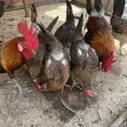 دجاج عربي