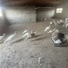 دجاج رومي