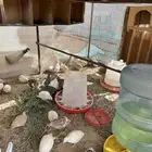 سمان للبيع فيه هجين تكساس