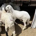 طليان ورخال حريه وتيوس وسواكن طليان ( البيع تفريد )