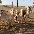 سواكن طيبه ( تم البيع )