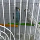زوج من طيور البادجي حي العوالي