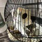 روز اليف جدا