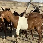عنقان حص دفيع