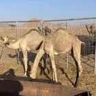 قعدان لحم بريات