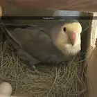 جوز روز