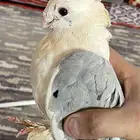 حمام تركي اذكر والنثى حب رمان