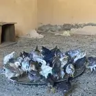 صوص للبيع