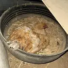 دجاج براهما