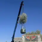 شجر زيتون مراكن وبدون مركن فاخر رقم واحد