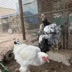 للببع ديوك براهما كولمبي كونك احجام توب