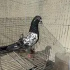 حمام باكستاني تيدي