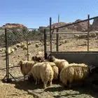 خرفان نعيم طيبه