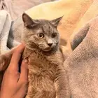 (قط سكوتش على بلدي ) على ما اعتقد