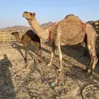 خلفه حمراء ساحليه مصغر منيحه رقم واحد الحد11800