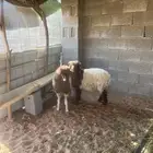 خروف ورخل نعيم للبيع