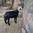 فحل نجدي تام