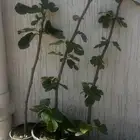 تين (حماط) ايطالي 258 صنف ممتاز من التين الأسود