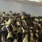 للبيع صوص بط مسكوفي