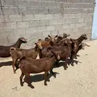 معزا دهم