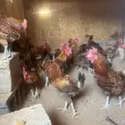 ديوك للبيع