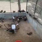 دجاج للبيع