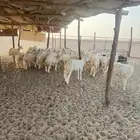 للبيع بهم نضيف العمر من 4 شهور إلى 5