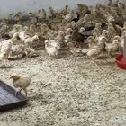 صوص تركي