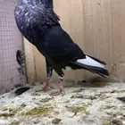 نفاخ سنب ستيجر