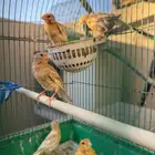 للبيع جوز كناري