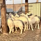 بهم حري فاخر