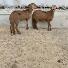 رخال سواكن حمريات و طلي ثني فحل