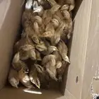 عاجل صيصان بلدي