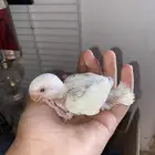 فرخين روز البينو