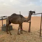 ناقه للبيع