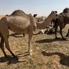 بكره عمرها تقريبا سنتين طيبه وسليمه من جميع الأمراض