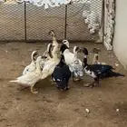 بط للبيع على السوم