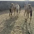 4حشوان تربيه في بيشه