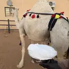 ناقه خلفه مصغر وضحى منيحة