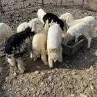 للبيع طليان ورخال