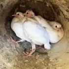 فراخة حمام فرنسي وزاجل