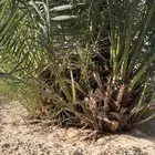 جثيث خلع و برني و صفري