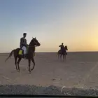 حصان شعبي شيخ