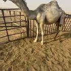 للبيع العشرى الكفو بكر