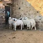 خرفان كفو مبادي