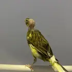 ذكر كناري مغرد