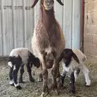 بيعت الله يربحه نعيميه متوم