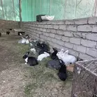 ارانب