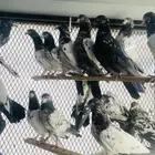 حمام باكستاني